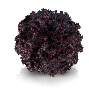 CARMIM
