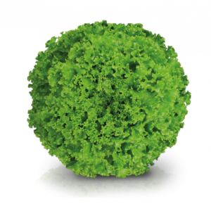 JADE