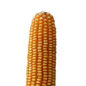 MAÍZ